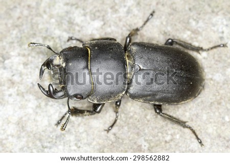Dorcus parallelipipedus / lesser stag beetle close-up