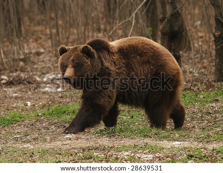 brown bear / Ursus arctos / urs carpatin