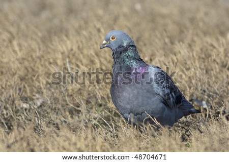 wild pigeon on the ground