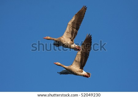 a pair of Greylag Goose in flight against the blue sky