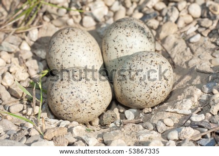 little ringed plover ( Charadrius dubius ) nest with eggs
