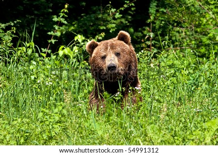 brown bear ( Ursus arctos ) resting on the grass