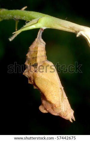 Pupa Of Comma Butterfly - Polygonia C-Album Stock Photo