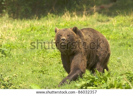 Brown Bear Walking
