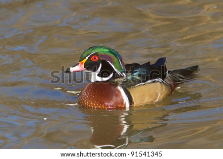 American Wood Duck - Aix sponsa Male American Wood Duck in a pond