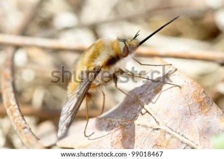 bee fly on the ground - close-up / Bombylius major.