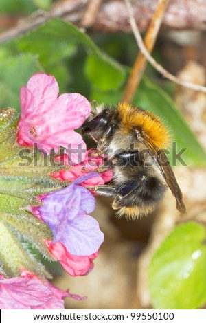 Black and yellow Bumble bee (Bombus terrestris) collecting nectar and pollen from  flowers