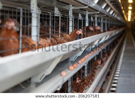 Brown chicken on a modern poultry factory