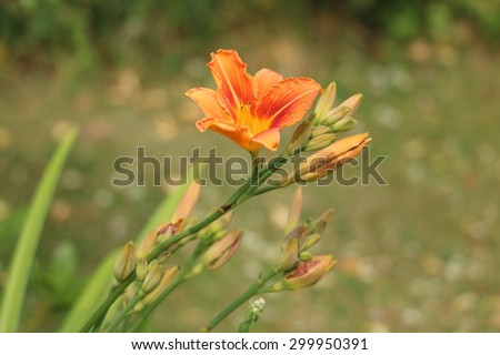 Orange Day Lily, Hemerocallis. Each flower lasts just one day, opening in the morning then closing and dying in the evening.