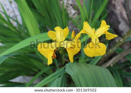 Yellow Flag Iris or Water Flag Iris Flowers; Iris pseudocorus