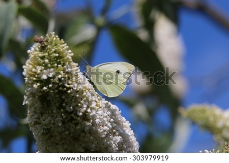 Large White Butterfly, Pieris brassicae, on White Buddleia, the Butterfly Bush