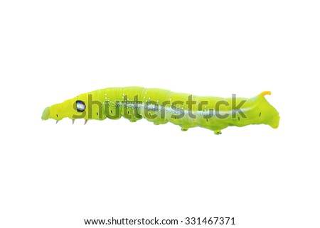 green worm isolated on white.