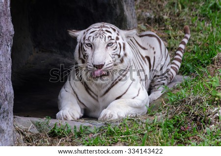 White tiger : close up face and selective soft focus,selective focus at mouth