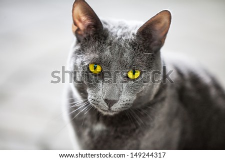 Portrait of a purebred Russian Blue Cat