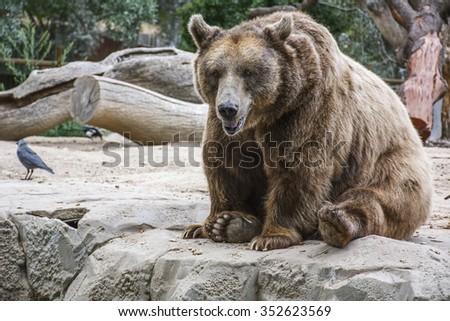 The old brown bear is sitting in the forest on his back