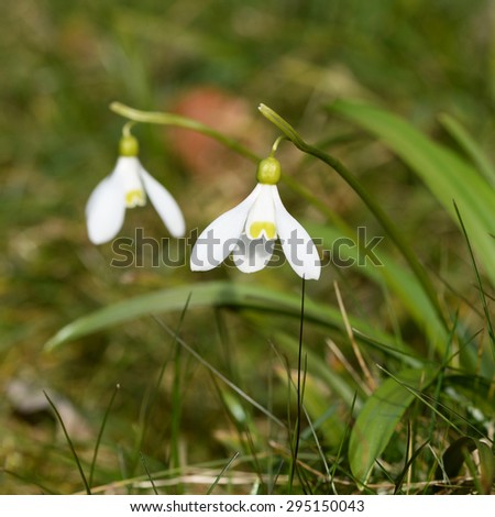 lilly of the valley, nature, pattern, flowers, spring, early spring colors, fresh, white flowers