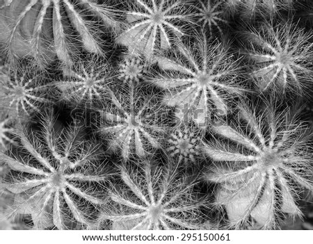 cactus, symmetric, repetition, pattern, nature pattern, needle, round