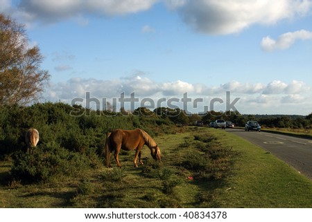 New forest ponies