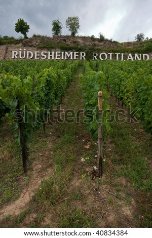 Vine yard, Germany