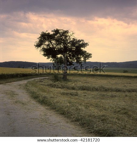 Lone tree in landscape