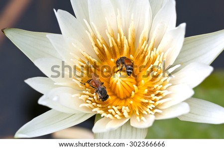 Lotus flower with twin bees