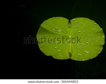 Isolate black back ,Drops of water on a lotus leaf