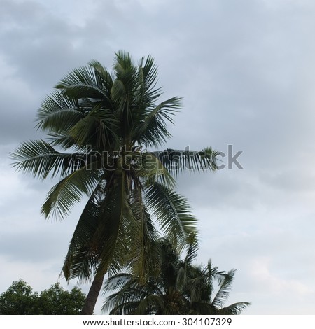 The coconut tree with the rainy cloud
