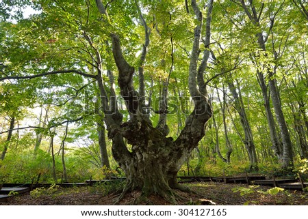 Forest Giants of Japan (beech tree) Nikaho-shi, Akita, Japan / superb view in japan