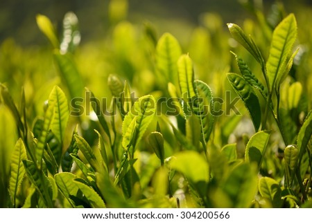 Young green tea leaves in sun light Japan,Shizuoka