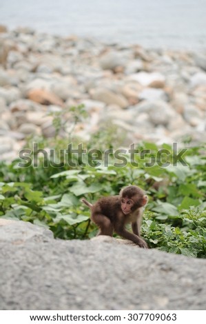 Playing baby monkey on the rock by the sea (portrait)