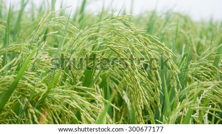 Rice panicle at milk stage in field