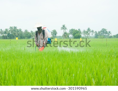 Farmer spraying pesticide in the rice field.