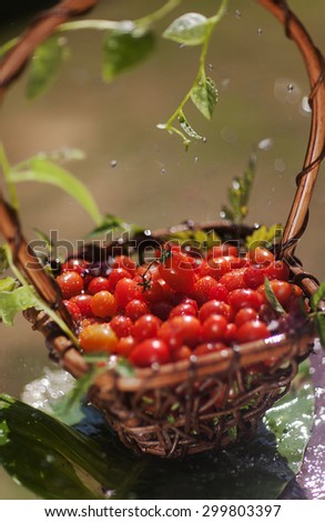 cherry tomatoes in a basket Home grown Cherry Tomatoes