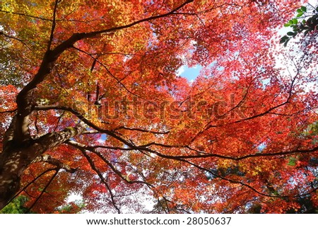 japanese maple tree (Kyoto, japan)