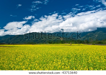 Landscape with yellow cole flowers and blue sky