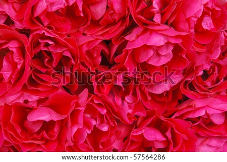 Perfect bouquet of red roses background.