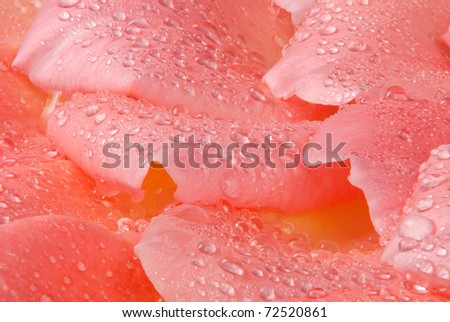 Rose petal droplets - macro of water droplets on a pink rose petal