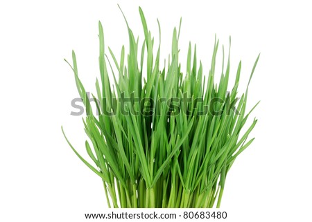 Green Grass 1 Isolated on White Background. Clipping path included.