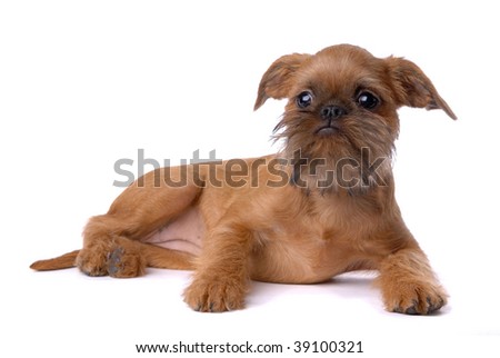 Brussels Griffon puppy