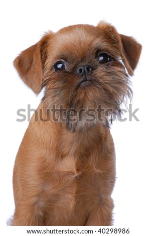 Brussels Griffon puppy