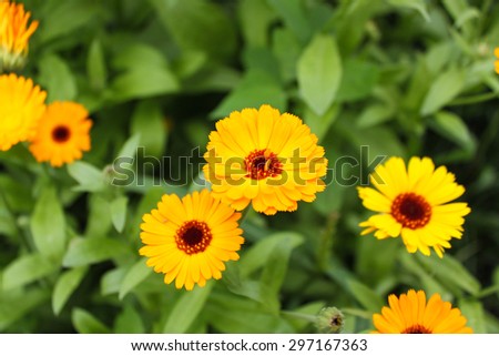 A high detail close-up shot of bright orange calendula .Place for your text