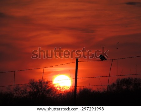 Sunset, with a Silhouette of a Bird on a Fence