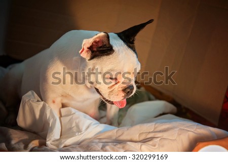 French Bull Dog/Focus selection