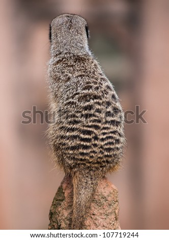 Back of the watchful meerkat on mound. Animals of Africa