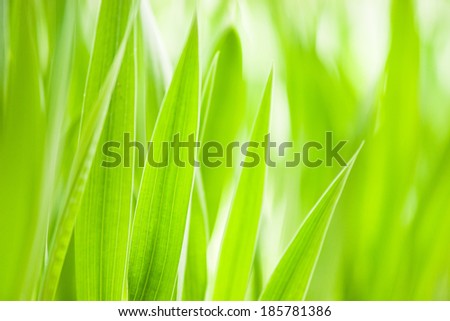 Spring: green grass. Useful as environmental pattern. Large size