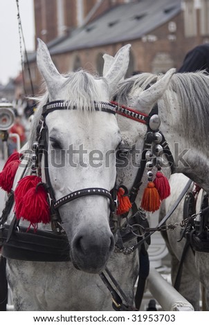Two beautiful harnessed horses with little bells