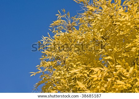 Wonderful autumn - yellow leaves of tree and blue sky