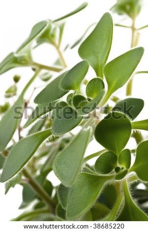 Close-up of money plant leaves 