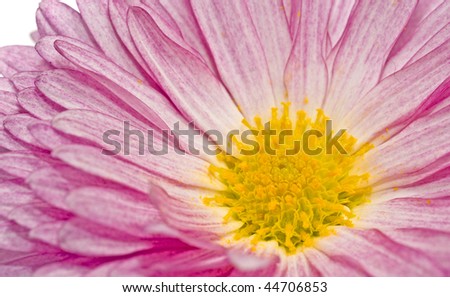 Golden-daisy or chrysanthemum over the white backgroud