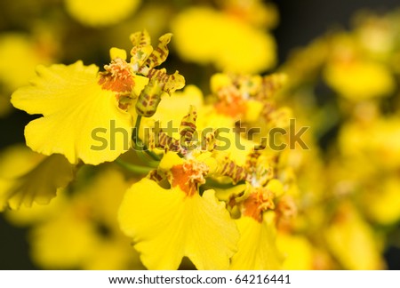 Close-up of Oncidium orchid flower in Keukenhof perk